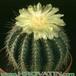 Notocactus schumannianus 268