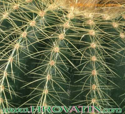 Notocactus schumannianus thorn 271