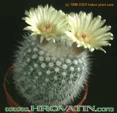 Notocactus succineus v albispinus 126