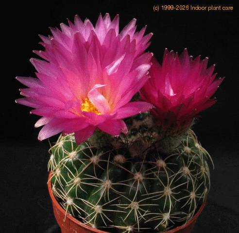 Notocactus uebelmannianus