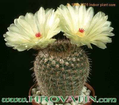 Notocactus werdermannianus 264