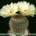 Notocactus werdermannianus 264