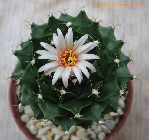 Obregonia denegrii 1