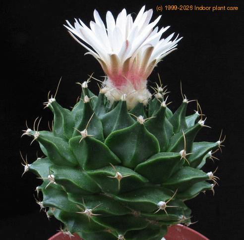 Obregonia denegrii body