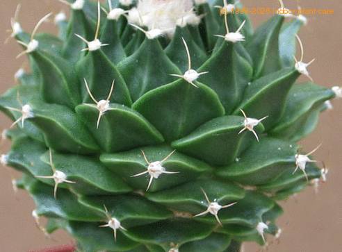 Obregonia denegrii SIt