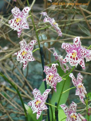 Odontioda harrods body