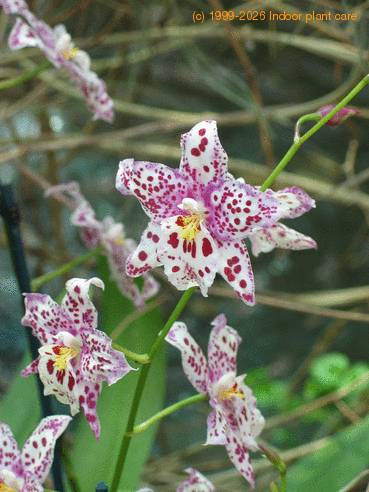 Odontioda harrods flower