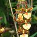 Odontocidium barbara