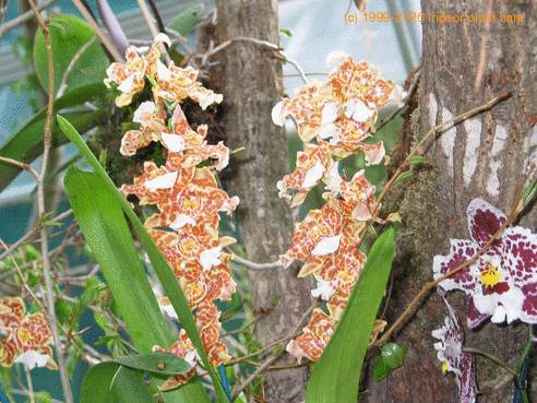 Odontocidium hansueli