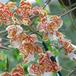 Odontocidium hansueli flower