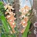 Odontocidium hansueli
