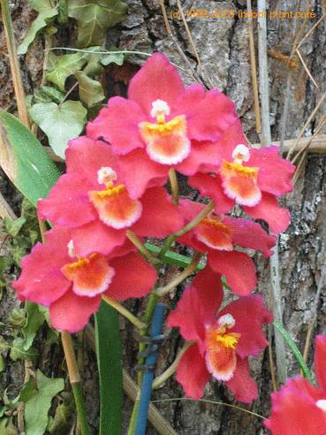 Odontonia durham castle flower