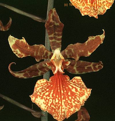 oncidium 1800