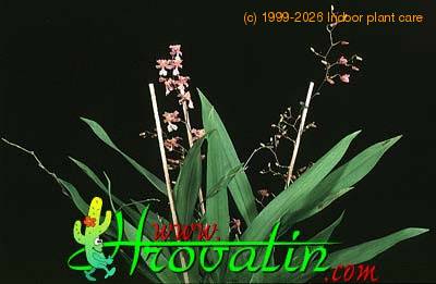Oncidium ornithorhynchum 1795