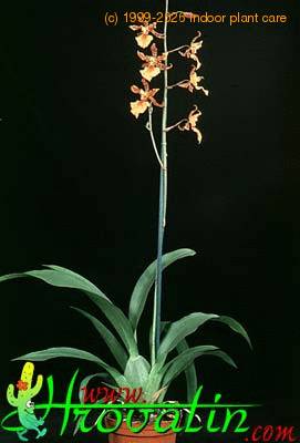 Oncidium pubes 1799