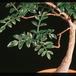 Operculicaria decaryi 1381