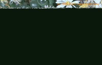 Ophthalmophyllum 1501a