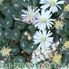 Ophthalmophyllum 1501a