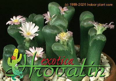 Ophthalmophyllum dinteri 1548