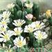 Ophthalmophyllum flower 1501