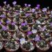 Ophthalmophyllum mix Sis