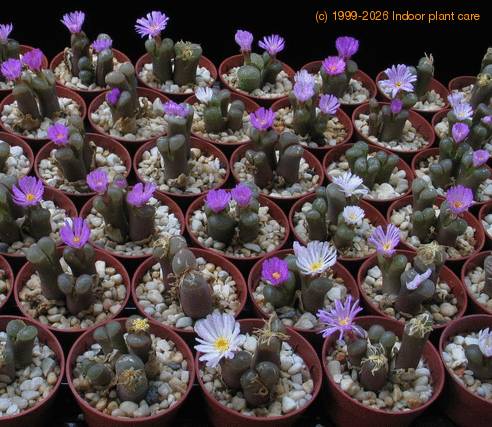 Ophthalmophyllum mix Sis