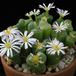 Ophthalmophyllum sp flo