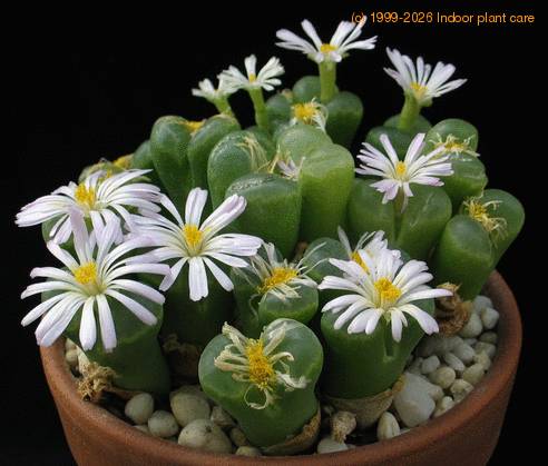 Ophthalmophyllum sp flo