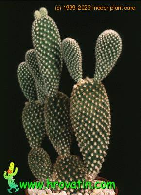 Opuntia microdasys v albispina 614