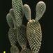 Opuntia microdasys v albispina 614
