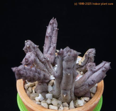 Orbea hardii MOP