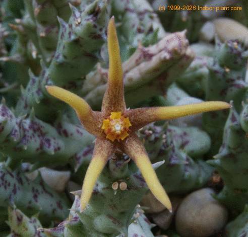 Orbea wissmannii SIf