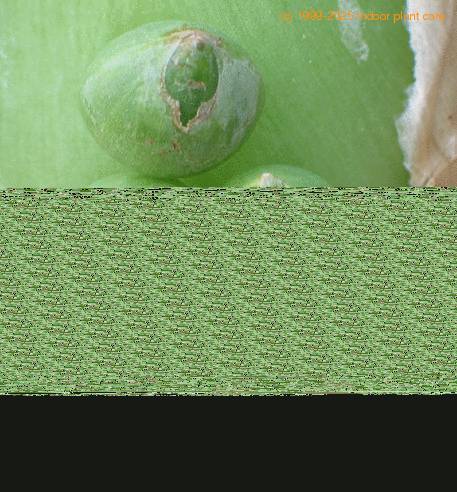 Ornithogalum longybracteatum SIjung