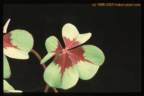 Oxalis deppei 2788