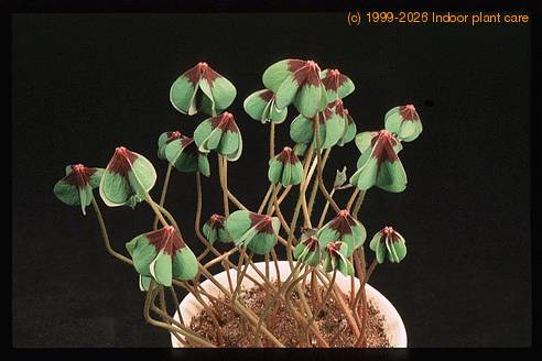 Oxalis deppei 2789