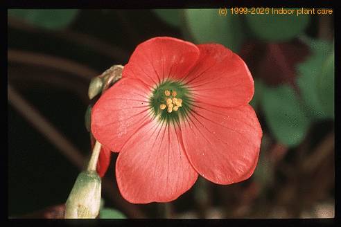 Oxalis deppei 2791