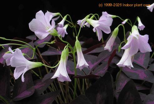 Oxalis triangularis 1