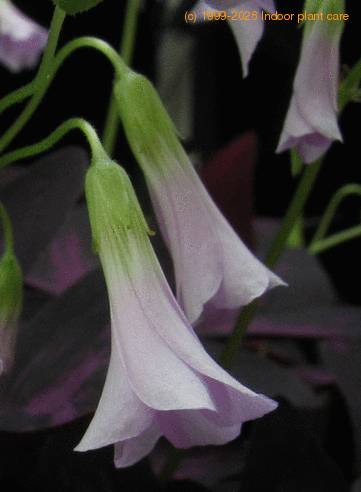 Oxalis triangularis 2