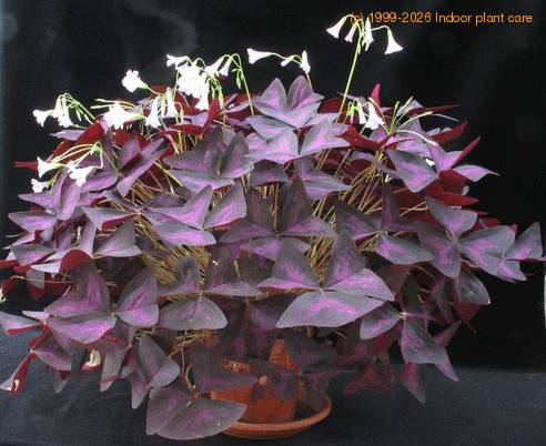 Oxalis triangularis 3