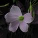 Oxalis triangularis 4