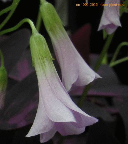 Oxalis triangularis SIf
