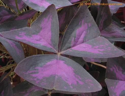 Oxalis triangularis SIl