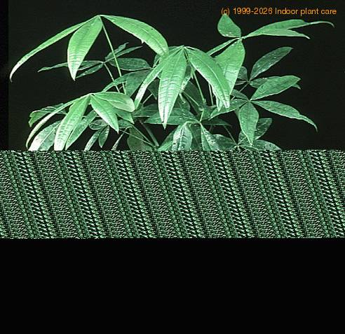 Pachira aquatica SIb