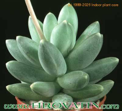 Pachyphytum compactum 1080