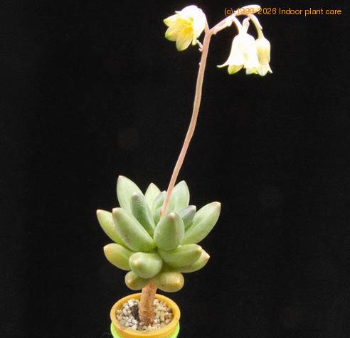 Pachyphytum compactum f MOP