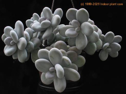 Pachyphytum oviferum