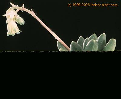 Pachyphytum v weinbergii 1298