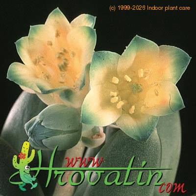 Pachyphytum v weinbergii flower 1300