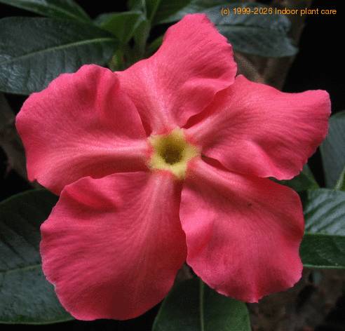 Pachypodium baronii flo