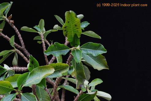 Pachypodium baronii plesen-SIm